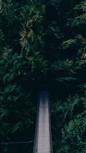 茂密绿色森林