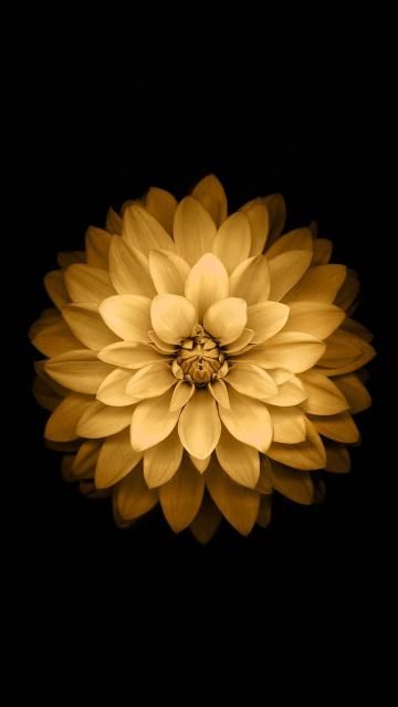金莲花