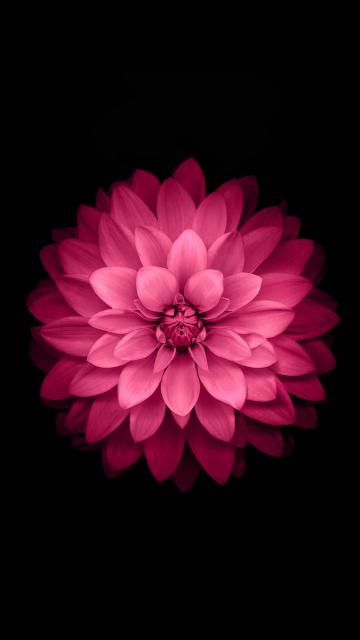 粉红莲花