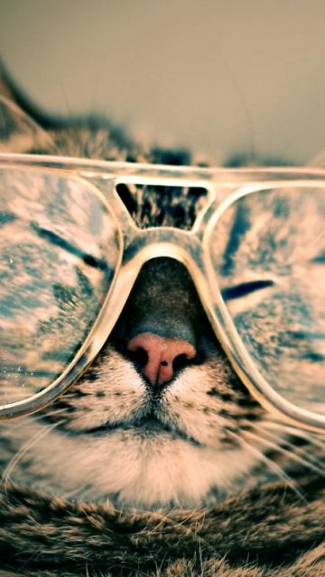 有趣的猫戴眼镜