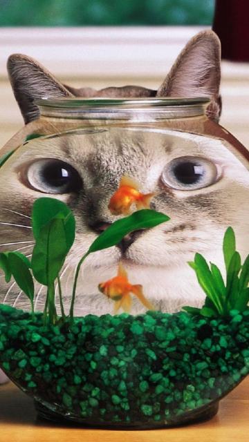 搞笑猫观金鱼