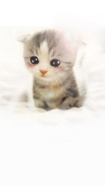 可爱的苏格兰折叠小猫