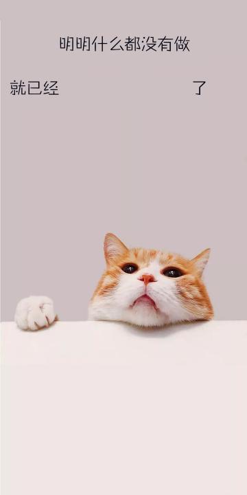 可爱小猫
