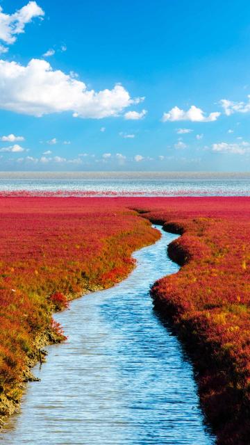 最美湿地辽河三角洲