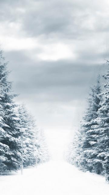 雪白的森林道路