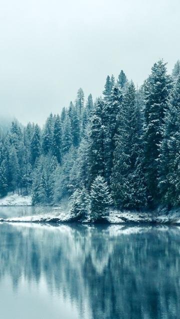 雪松冬湖