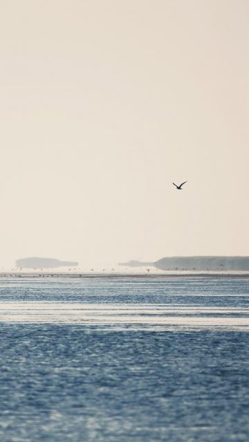 清晨平静海洋海鸟