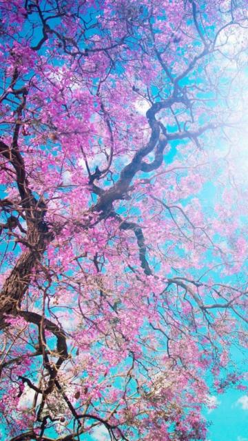 樱花树枝