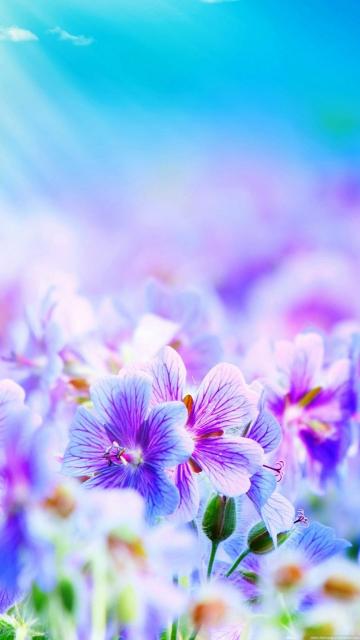 紫色牵牛花