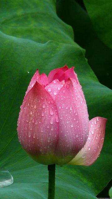 菡萏莲花