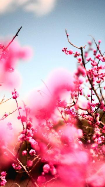 粉红色的樱花树