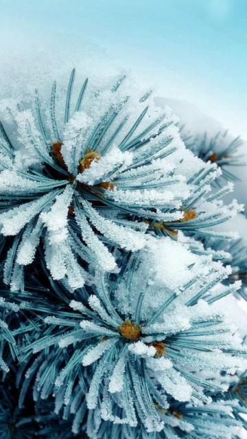 雪冻松