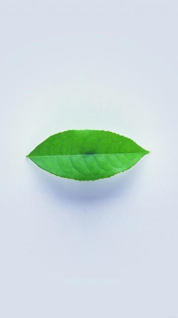 简单的绿叶