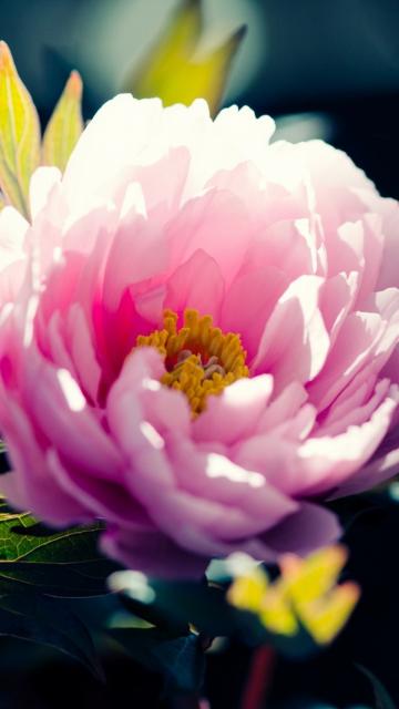 粉红色的花特写