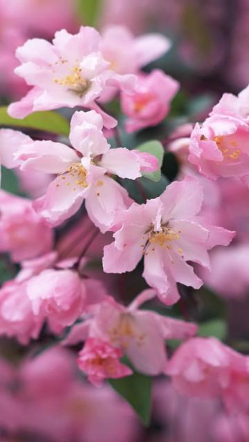 粉色樱花