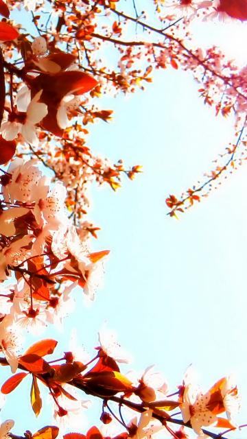 樱花蓝天
