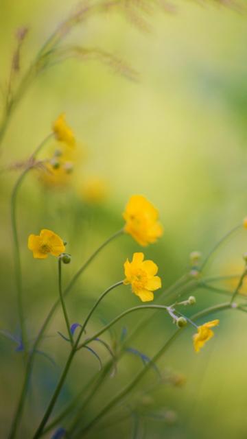 毛茛花