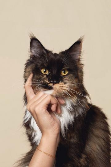 思考的猫