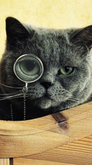 搞笑猫玩放大镜