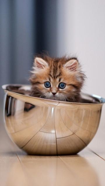 碗里的小猫