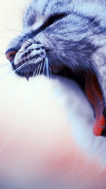 阳光下慵懒的猫