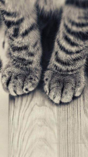 条纹猫的腿