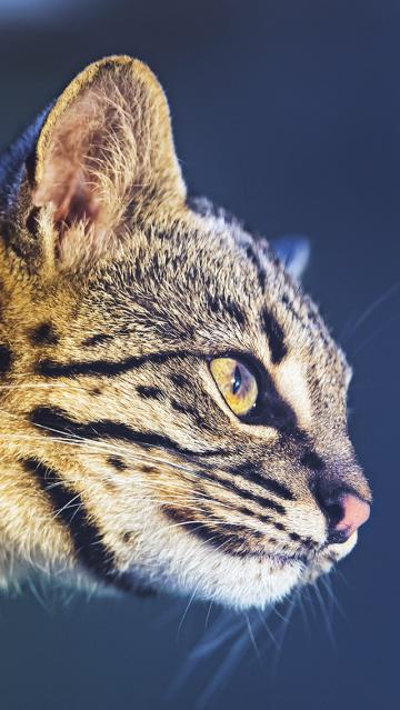 机警的猫