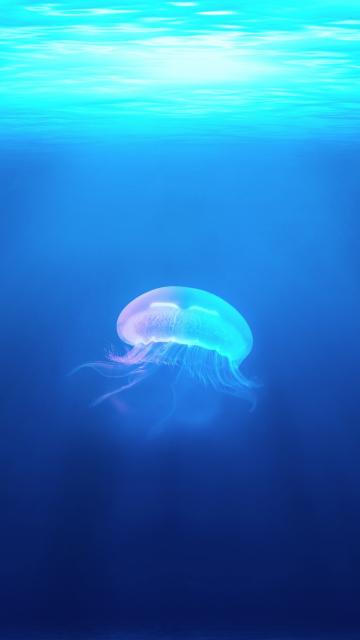 海洋中的水母