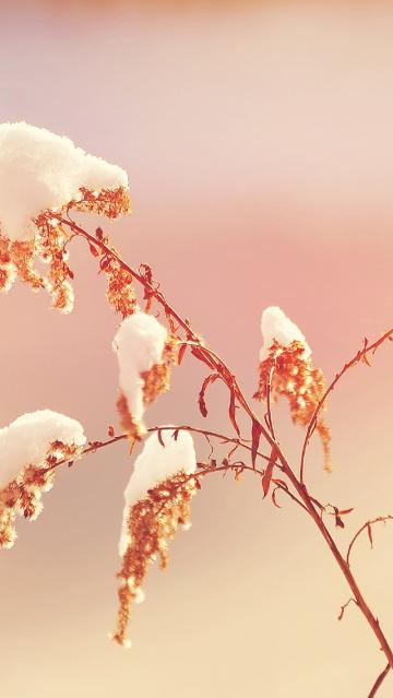 白雪挂树枝
