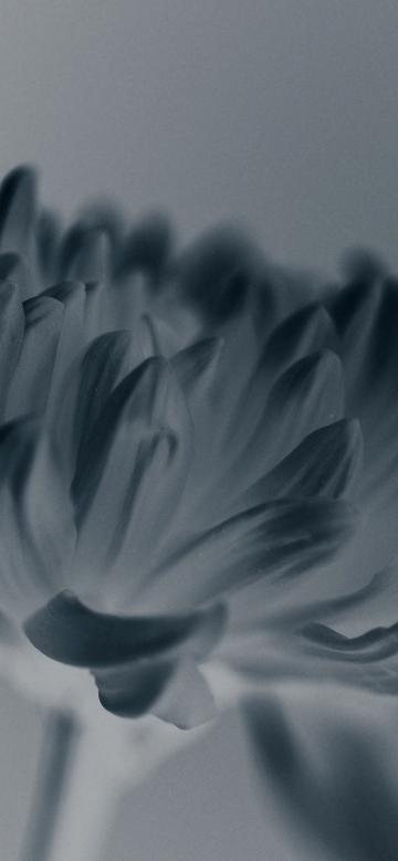 丝花蓝色花瓣