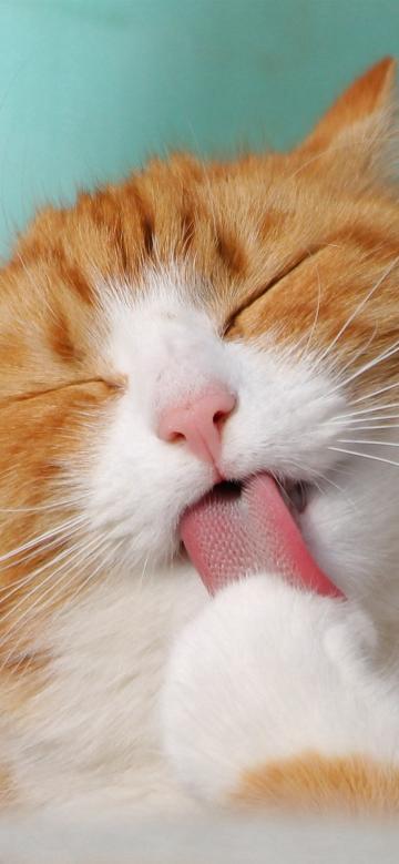 可爱快乐的猫