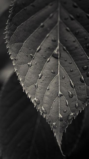 黑色树叶水珠