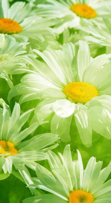 绿色护眼花卉