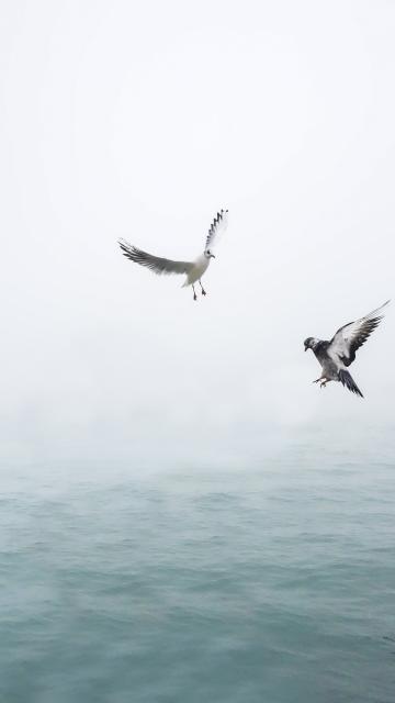海鸥在翱翔