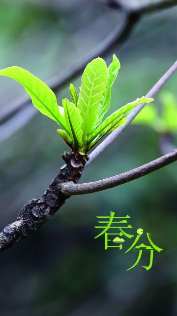 春分节气的小清新绿芽