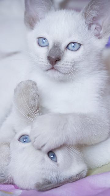 可爱的萌宠猫咪