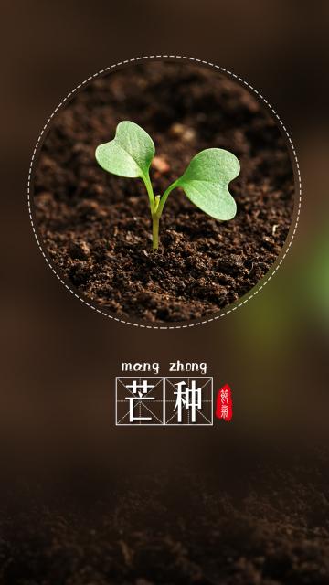 小清新芒种二十四节气