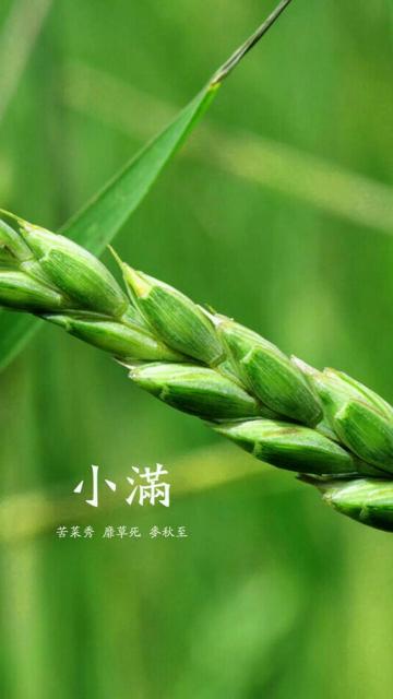 传统节气小满