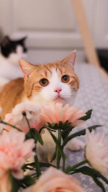 萌宠小猫咪