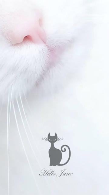 猫咪就像六月的天