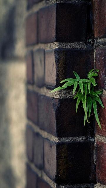 砖墙上的景深