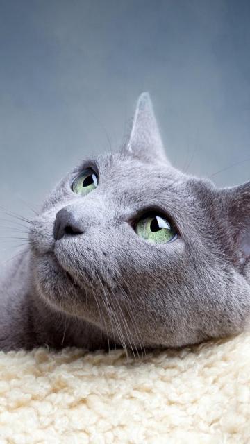 灰色猫