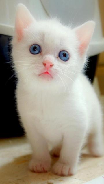 蓝色大眼睛白色小猫