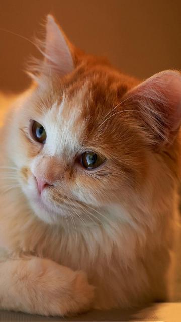 橙色绒毛猫