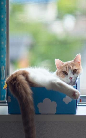 蓝箱猫