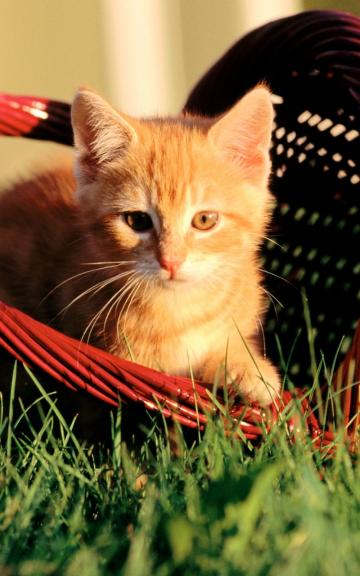 橙色小猫