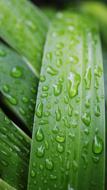 谷雨是春季最后一个节气