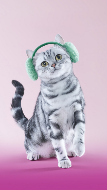 在听音乐的小猫