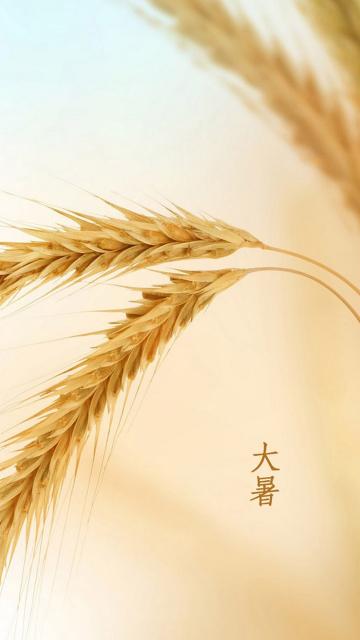 大暑时节稻挂穗
