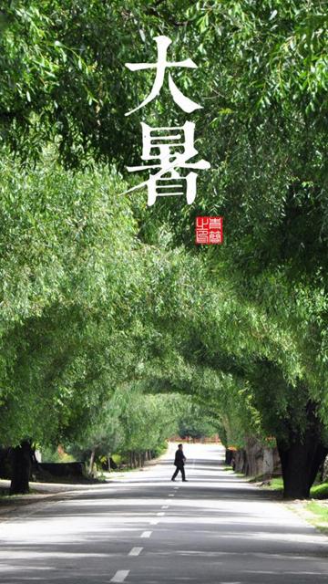 大暑树荫大路背景